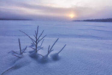 Lone shrub in the snow, Muonio, Lapland, Finland, Europe - RHPLF10995