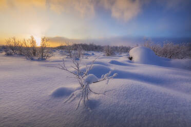 Sunset on the forest covered with snow, Muonio, Lapland, Finland, Europe - RHPLF10996