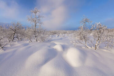 Trees covered with snow, Muonio, Lapland, Finland, Europe - RHPLF10997