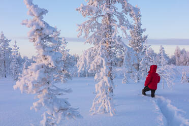 Hiker in the forest covered with snow, Luosto, Sodankyla municipality, Lapland, Finland, Europe - RHPLF10998