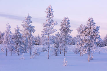 Gefrorene Bäume im verschneiten Wald, Luosto, Gemeinde Sodankyla, Lappland, Finnland, Europa - RHPLF10999