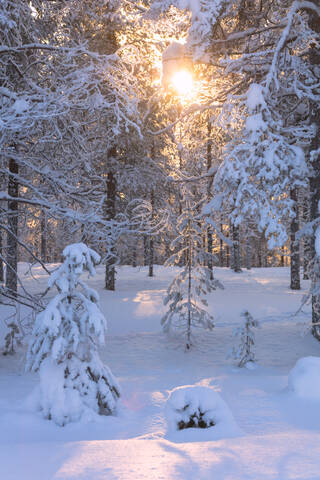 Sonnenstrahlen auf dem verschneiten Wald, Luosto, Gemeinde Sodankyla, Lappland, Finnland, Europa, lizenzfreies Stockfoto