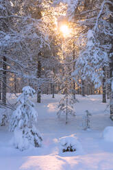 Sun rays on the snowy woods, Luosto, Sodankyla municipality, Lapland, Finland, Europe - RHPLF11000