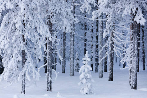 Gefrorene Bäume im schneebedeckten Wald, Sodankyla, Lappland, Finnland, Europa - RHPLF11002