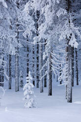 Frozen trees in the snow capped forest, Sodankyla, Lapland, Finland, Europe - RHPLF11003