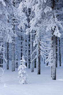 Gefrorene Bäume im schneebedeckten Wald, Sodankyla, Lappland, Finnland, Europa - RHPLF11003