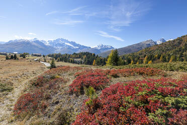 Val Vezzola im Herbst, Valdidentro, Valtellina, Provinz Sondrio, Lombardei, Italien, Europa - RHPLF11015