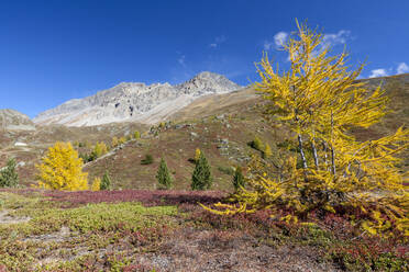 Gelbe Lärchen im Herbst, Val Vezzola, Valdidentro, Valtellina, Provinz Sondrio, Lombardei, Italien, Europa - RHPLF11016