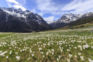 Blühende Krokuswiesen, Alm Bracciascia, Malenco-Tal, Provinz Sondrio, Valtellina, Lombardei, Italien, Europa - RHPLF11018