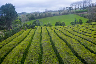 Tea plantations on the Island of Sao Miguel, Azores, Portugal, Atlantic, Europe - RHPLF11030