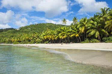 Palm trees growing at beach against cloudy sky during sunny day at British Virgin Islands - RUNF03129