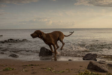 Hund läuft abends am Strand - VPIF01522