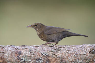 Nahaufnahme einer Amsel, die auf einem Baumstamm hockt - MJOF01715