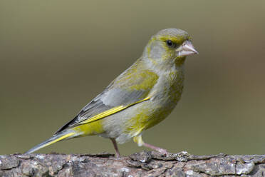 Close-up of green finch perching on tree trunk - MJOF01720