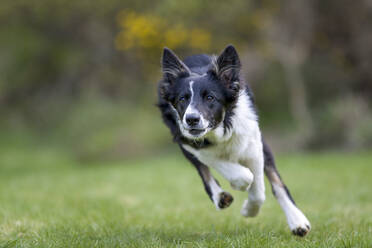 Nahaufnahme eines Collies, der auf einer Wiese im Park läuft - MJOF01727