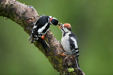 Close-up of great spotted woodpeckers on plant - MJOF01733