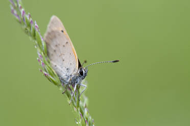 Close-up of small copper butterfly on plant - MJOF01734