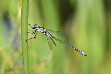 Close-up of emerald damselfly on plant - MJOF01735