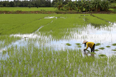 Bäuerin bei der Arbeit in einem Reisfeld beim Umpflanzen von Reis im Mekong-Delta, Can Tho, Vietnam, Indochina, Südostasien, Asien - RHPLF11118