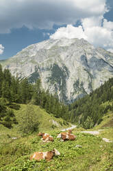 Cows at Binselalm alp in Karwendel Mountains Nature Reserve, Tyrol, Austria, Europe - RHPLF11128