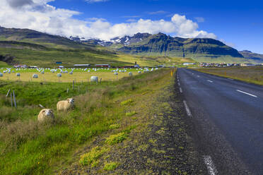 Schafe an einer Landstraße in Grundarfjordur, Island, Europa - RHPLF11174