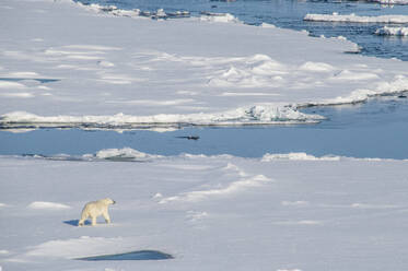 Eisbär (Ursus maritimus) in der hohen Arktis in der Nähe des Nordpols, Arktis, Russland, Europa - RHPLF11198