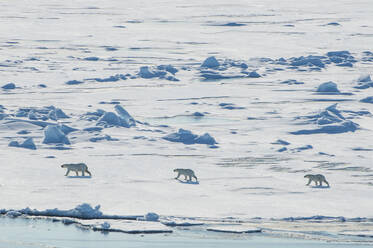 Eisbärenmutter (Ursus maritimus) mit ihren Jungen in der hohen Arktis in der Nähe des Nordpols, Arktis, Russland, Europa - RHPLF11199