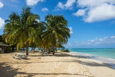 Blick auf Palmen am Pigeon Point Beach, Tobago, Karibik - RUNF03169