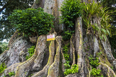Nahaufnahme eines Banyanbaums im Wald, Tobago, Karibik - RUNF03182
