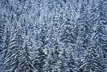 Snowy forest winter landscape, Avoriaz, Port du Soleil, Auvergne Rhone Alpes, French Alps, France, Europe - RHPLF11320