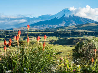 Vulkan Cotopaxi mit orangefarbenen Fackellilien (Kniphofia) im Vordergrund, Anden, Ecuador, Südamerika - RHPLF11467