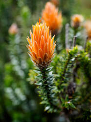 Chuquiraga-Pflanze mit orangefarbener Spitze, die in Ecuador medizinisch genutzt wird, Cotopaxi-Nationalpark, Anden, Ecuador, Südamerika - RHPLF11468