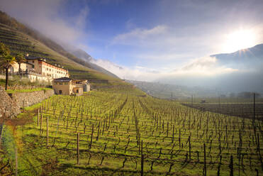 Sonnenlicht in den Weinbergen im Frühling, Bianzone, Valtellina, Lombardei, Italien, Europa - RHPLF11489