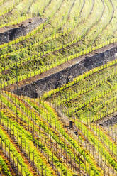 Sonnenlicht in den Weinbergen im Frühling, Bianzone, Valtellina, Lombardei, Italien, Europa - RHPLF11494