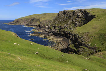 Sheep grazing by sea in Lochniver, Scotland, Europe - RHPLF11586