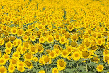 Sunflower field in Burgenland, Austria, Europe - RHPLF11631