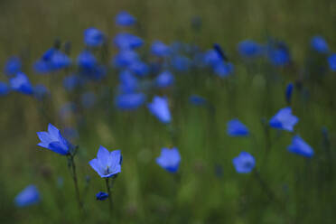 Harebell, Grafschaft Donegal, Ulster, Republik Irland, Europa - RHPLF11632