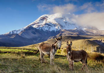 Donkeys and Chimborazo Volcano, Chimborazo Province, Ecuador, South America - RHPLF11643