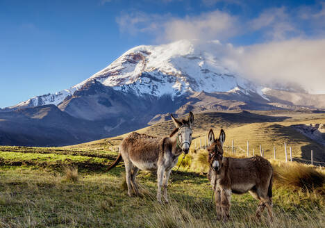 Esel und der Vulkan Chimborazo, Provinz Chimborazo, Ecuador, Südamerika - RHPLF11643