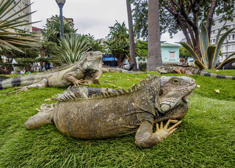 Leguane im Seminario Park, bekannt als Iguanas Park, Guayaquil, Provinz Guayas, Ecuador, Südamerika - RHPLF11653