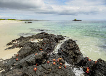 Sally-Lightfoot-Krabben (Grapsus grapsus), Bachas Beach, Santa-Cruz-Insel (Indefatigable), Galapagos, UNESCO-Weltnaturerbe, Ecuador, Südamerika - RHPLF11658