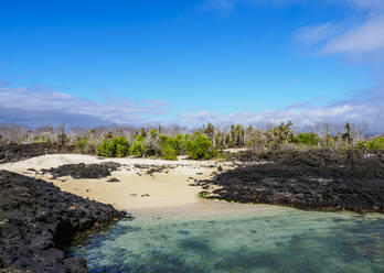 Beach in the Dragon Hill area, Santa Cruz (Indefatigable) Island, Galapagos, UNESCO World Heritage Site, Ecuador, South America - RHPLF11659