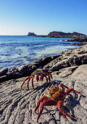 Sally-Lightfoot-Krabbe (Grapsus grapsus), Sullivan Bay, Santiago (James)-Insel, Galapagos, UNESCO-Weltnaturerbe, Ecuador, Südamerika - RHPLF11673