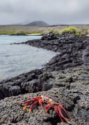 Sally-Lightfoot-Krabbe (Grapsus grapsus), Floreana (Charles)-Insel, Galapagos, UNESCO-Weltnaturerbe, Ecuador, Südamerika - RHPLF11683