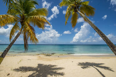 Palmen am Sprat Hall Beach in Saint Croix, US-Jungferninseln - RHPLF11734