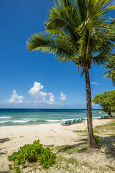 Palme im Carambola Beach Resort in Saint Croix, US-Jungferninseln - RHPLF11735