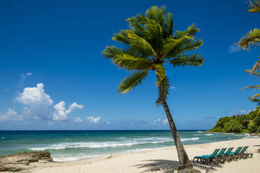 Palme im Carambola Beach Resort in Saint Croix, US-Jungferninseln - RHPLF11736