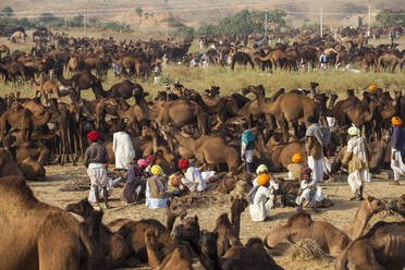Pushkar Camel Fair, Pushkar, Rajasthan, India, Asia - RHPLF11744