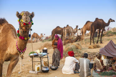 Pushkar Camel Fair, Pushkar, Rajasthan, India, Asia - RHPLF11745
