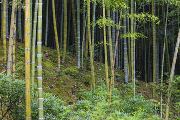 Bambushain, Tenryuji-Tempel, Arashiyama, Kyoto, Japan, Asien - RHPLF11760